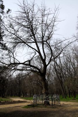 Таганрог. Городской сад. Дерево гинкго