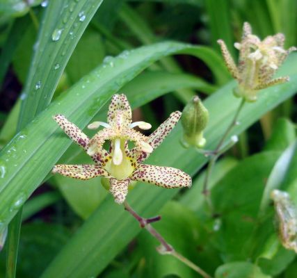 Трициртис широколистный - цветы похожи на маленькие орхидеи