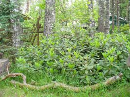 Рододендрон гибридный подарен в этот сад Кондратовичем