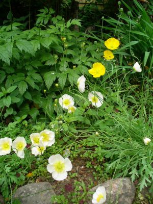 Основные цвета сада в полутени - белый и желтый