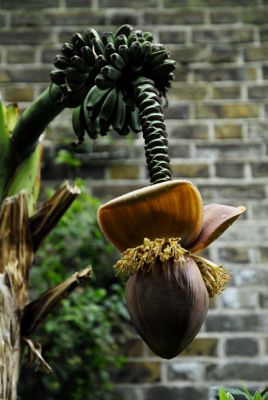 Лондон, Музей садоводства. Банановые грозди растут вокруг стебля
