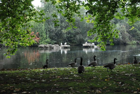 Лондон. Птичье царство в парке Сент-Джеймс