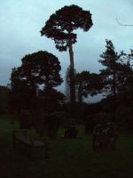 Странная сосна на кладбище. Фото Елены Лапенко