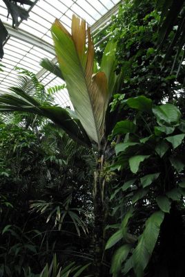 Кью. Средняя высота деревьев в Пальмовом доме 7 - 10 метров