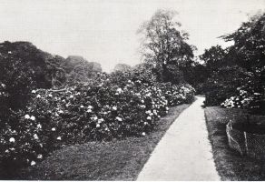 Рододендроны - викторианская слава Стоурхеда. Фото конца XIX века
